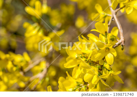 Spring sunshine and forsythia flowers Spring sunshine and forsythia flowers 139871740