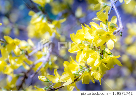 Spring sunshine and forsythia flowers Spring sunshine and forsythia flowers 139871741