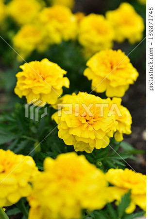 黃色萬壽菊花 黃色萬壽菊花 139871748