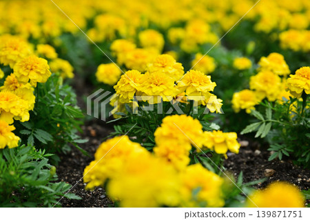 Yellow marigold flowers Yellow marigold flowers 139871751
