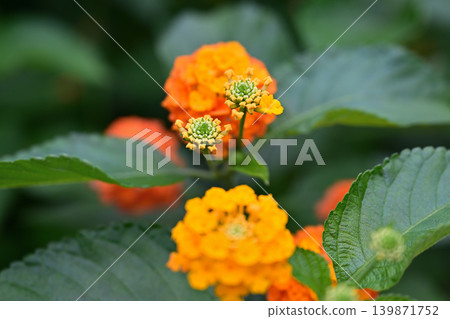 Lantana flowers Lantana flowers 139871752