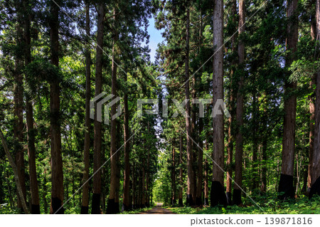 The northernmost cedar forest in Tsukigata Town, Hokkaido, planted by prisoners of the Kabato Prison [June] 139871816