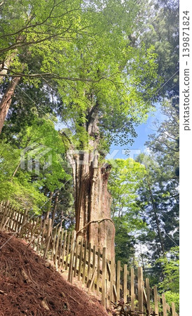 玉城神社的Godsaki雪松 玉城神社的Godsaki雪松 139871824