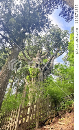 Tamaki Shrine's Godsaki cedar 139871825