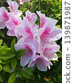 Vibrant pink azalea flowers blooming in the early summer sunshine. 139871987