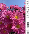 Vibrant pink chrysanthemums (spray mums) stand out against the blue sky. 139871988