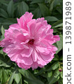 Large, elegant pink peony flowers. 139871989