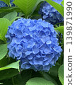 The vibrant blue hydrangeas add color to the rainy season. 139871990