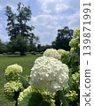 White Annabelle hydrangeas blooming in a green field under the summer blue sky. 139871991