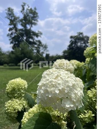 White Annabelle hydrangeas blooming in a green field under the summer blue sky. White Annabelle hydrangeas blooming in a green field under the summer blue sky. 139871991
