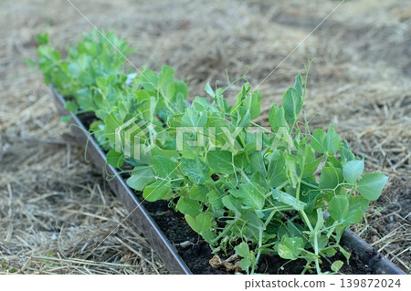 Seedlings of peas growing in gutter ready to be planted on a vegetable patch with mulch. Seedlings of peas growing in gutter ready to be planted on a vegetable patch with mulch. 139872024