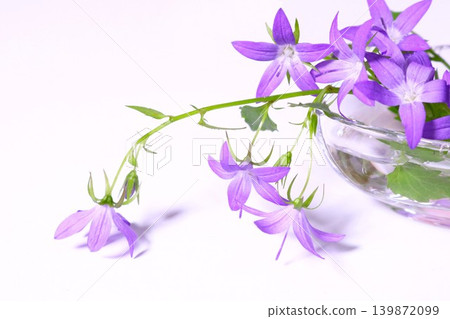 清涼的淡紫色小花:風鈴草“阿爾卑斯藍” 清涼的淡紫色小花:風鈴草“阿爾卑斯藍” 139872099