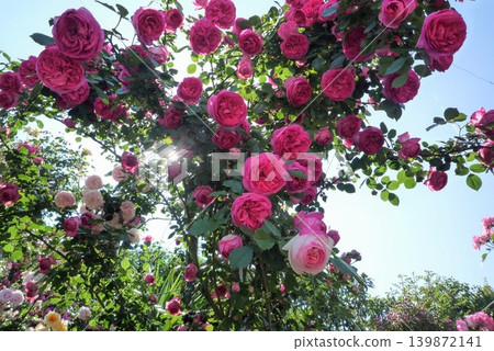 A spreading arch of red roses A spreading arch of red roses 139872141