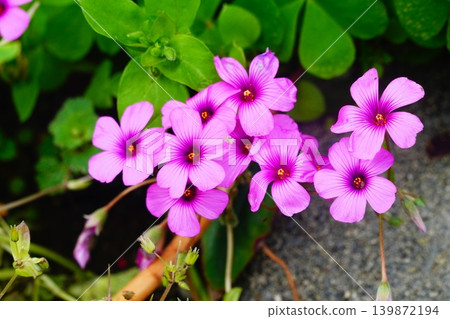 酢漿articulata 139872194