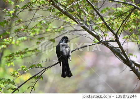 Bulbul perched on a branch Bulbul perched on a branch 139872244