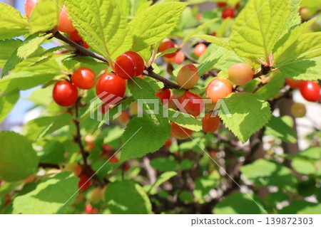 尤魯拉的紅色水果 尤魯拉的紅色水果 139872303