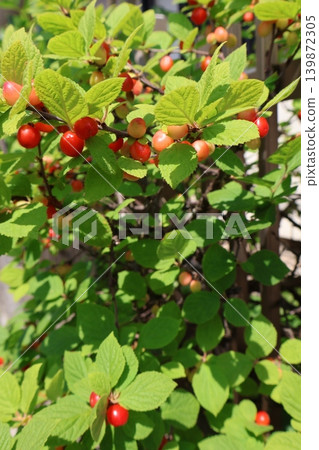 Red fruit of Yulula Red fruit of Yulula 139872305