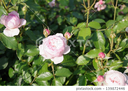Pink roses that have begun to bloom 139872446