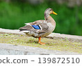 公園池塘邊站著的鴨子 139872510