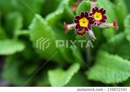 報春花 139872593
