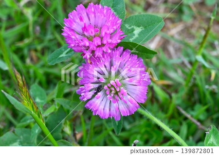 Purple clover, Red clover Purple clover, Red clover 139872801