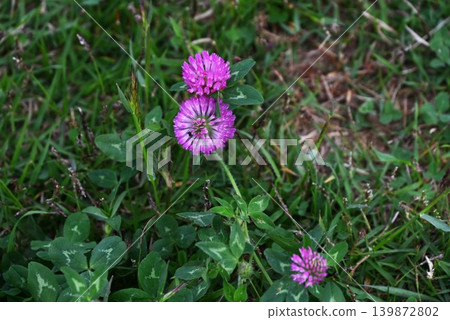 Purple clover, Red clover 139872802