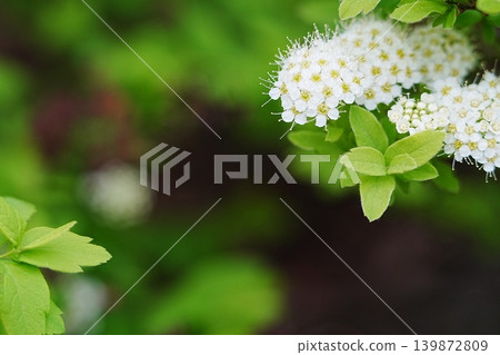 Bilberry Bilberry 139872809