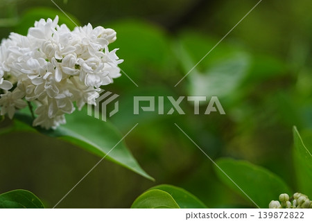 Lilac Lilac 139872822