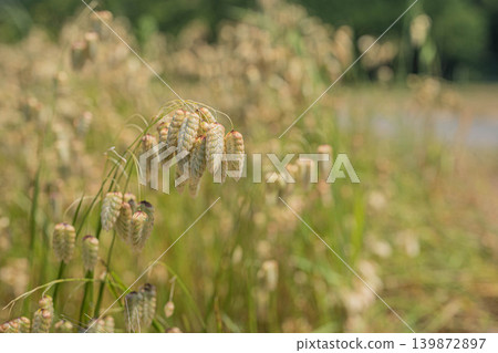 大花茅（Briza maxima）（生長在路邊的野生植物；引進物種） 139872897