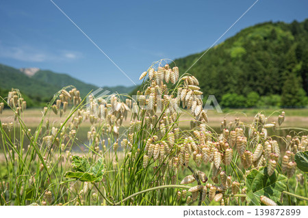 大花茅（Briza maxima）（生長在路邊的野生植物；引進物種） 139872899
