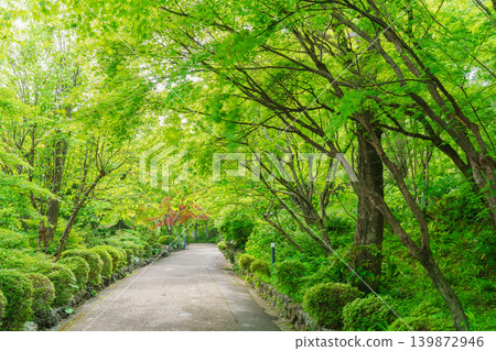 A small path surrounded by fresh greenery 139872946