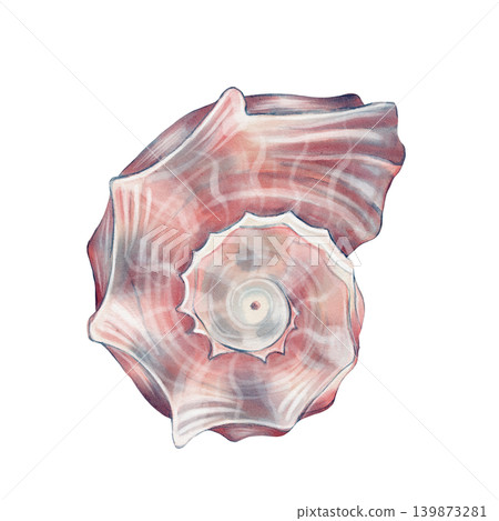 Seashell Watercolor Illustration Seashell Watercolor Illustration 139873281