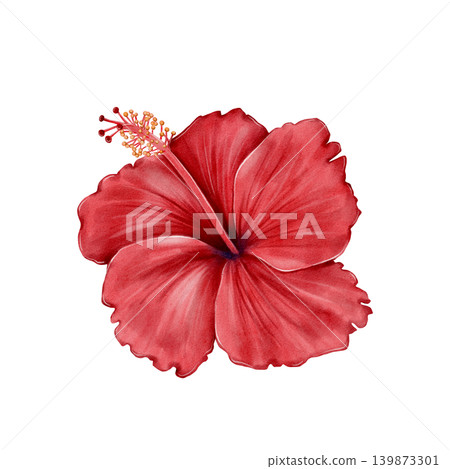 Hibiscus Flower Watercolor Illustration Hibiscus Flower Watercolor Illustration 139873301