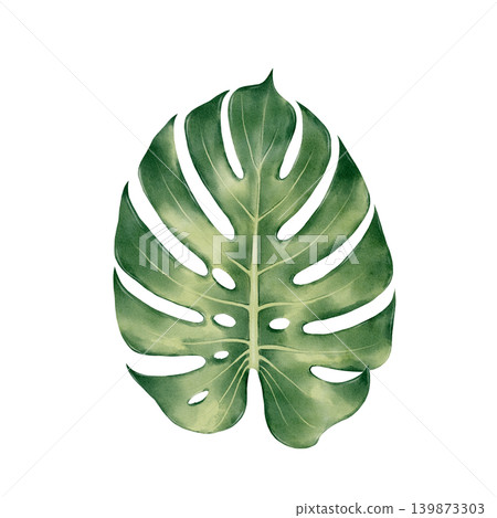 Monstera Leaf Watercolor Illustration Monstera Leaf Watercolor Illustration 139873303