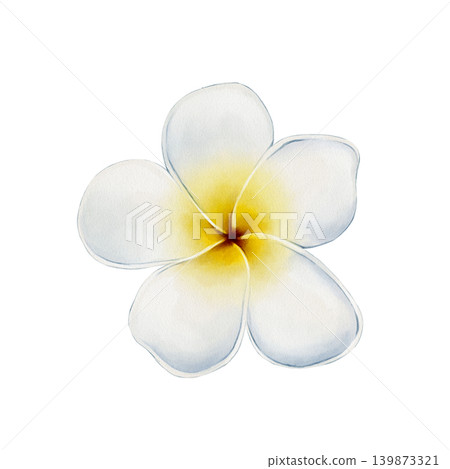 Plumeria Flower Watercolor Illustration Plumeria Flower Watercolor Illustration 139873321