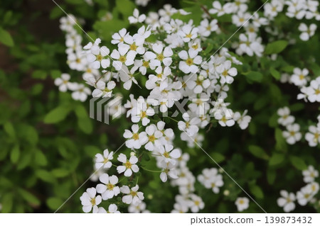 The sight of small white spirea flowers in full bloom in the spring garden. The sight of small white spirea flowers in full bloom in the spring garden. 139873432