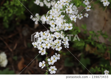 春天花園裡盛開著白色的小繡線菊，景色宜人。 139873433