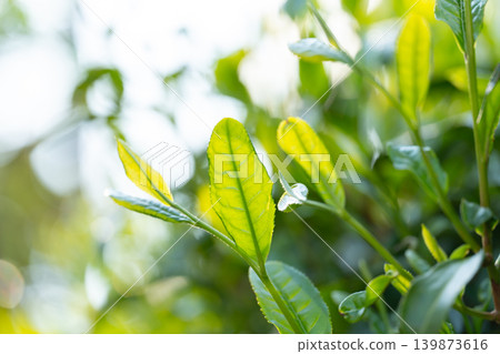 Tea leaves Tea leaves 139873616