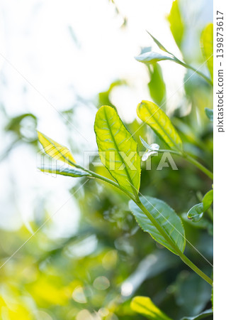 Tea leaves Tea leaves 139873617