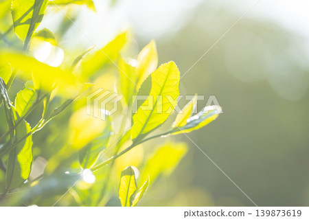 茶葉 茶葉 139873619