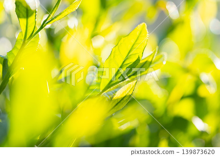 Tea leaves Tea leaves 139873620