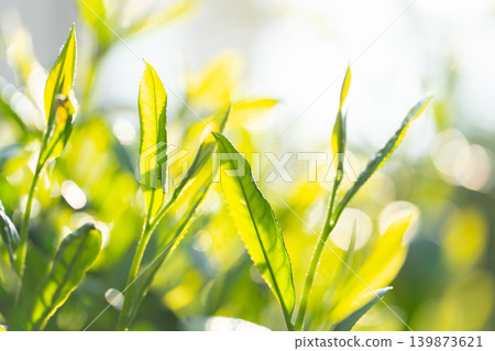 茶葉 茶葉 139873621