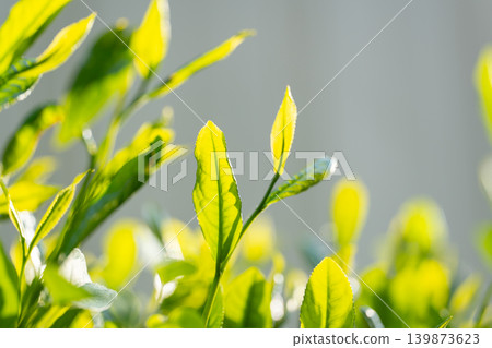 茶葉 139873623