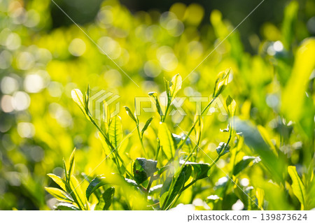 Tea leaves Tea leaves 139873624
