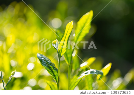 茶葉 茶葉 139873625