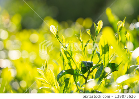 Tea leaves Tea leaves 139873626