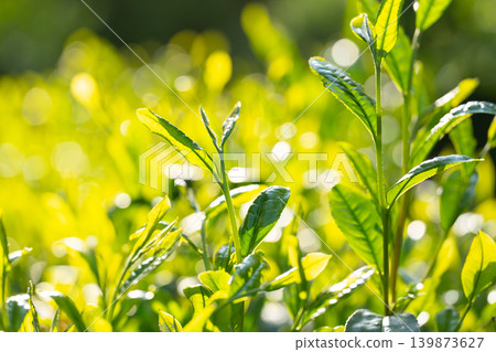 Tea leaves Tea leaves 139873627