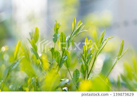 Tea leaves Tea leaves 139873629