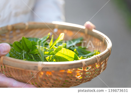 Tea picking, tea leaves, by hand 139873631