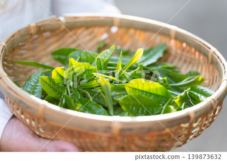 Tea picking, tea leaves, by hand 139873632